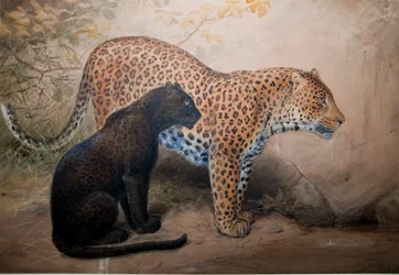 Léopards, 1851-69